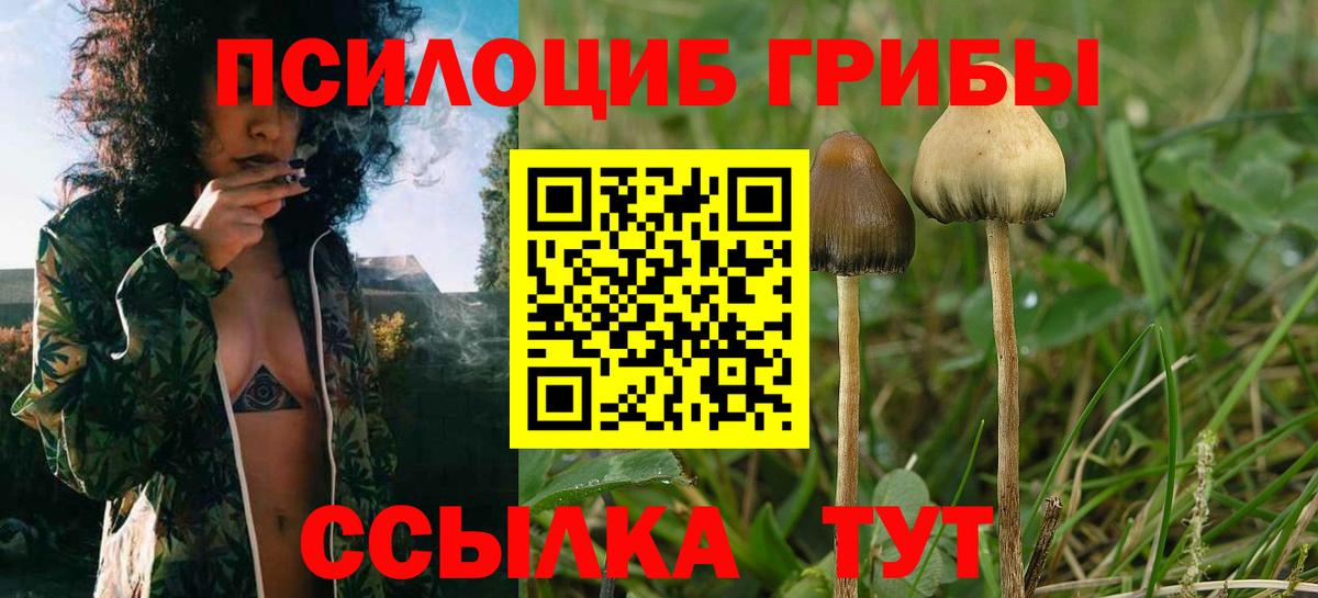 Псилоцибиновые грибы Cubensis Солнечногорск